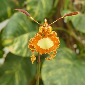 Exposition d’orchidées - orchidées en formes d’animaux