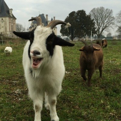 la-fermette-le-bouc-souriant-du-chateau-de-selles-sur-cher Le bouc de la fermette