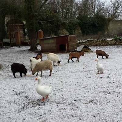 la-fermette-les-oies-et-les-chevres-et-les-brebis-chateau-de-selles-sur-cher Les animaux de la fermette