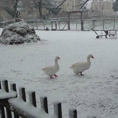 la-fermette-les-oies Les oies de la fermette du château de Selles sur Cher