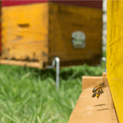 Abeilles en approches pour déposer leur pollen