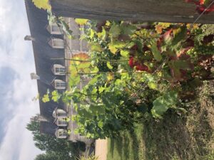 vignes cour médievale